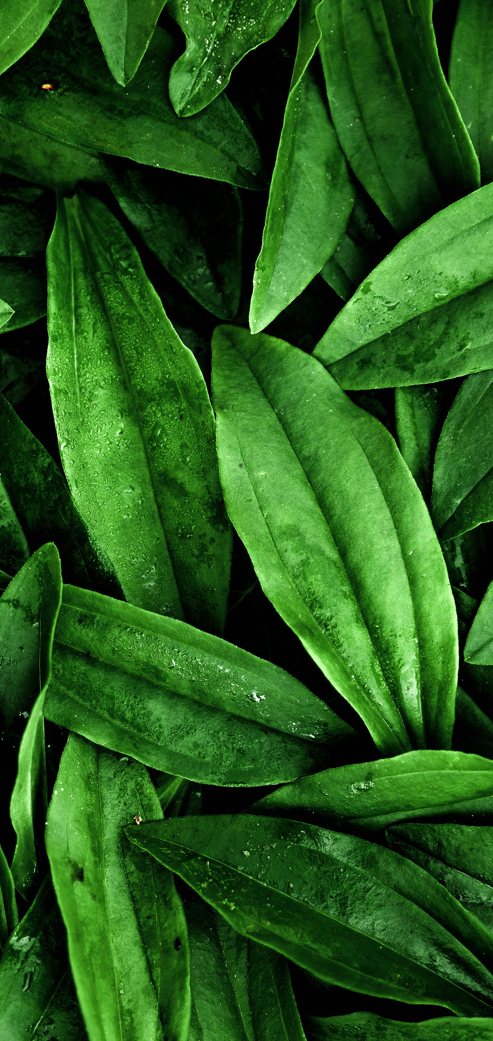 Eine nahaufnahme einer menge grüner blätter mit wassertropfen (blatt, tür, pflanze, bodenpflanze, vegetation)