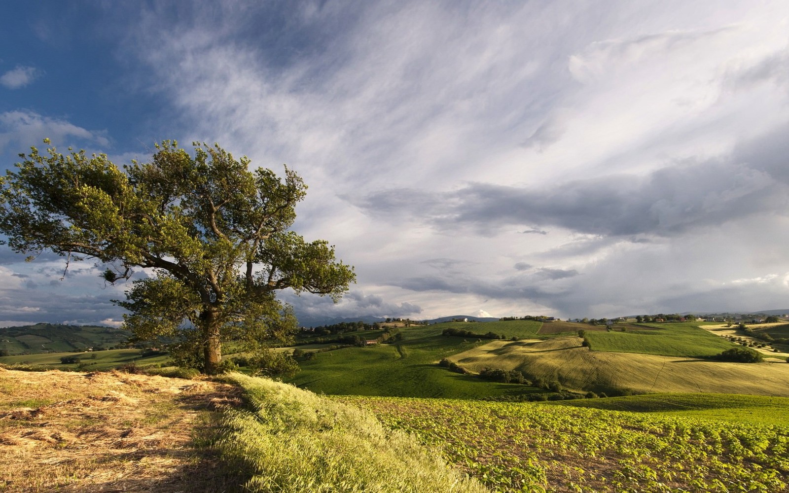 Uma vista de uma árvore solitária em uma colina gramada com um céu nublado (natureza, árvore, nuvem, pradaria, colina)