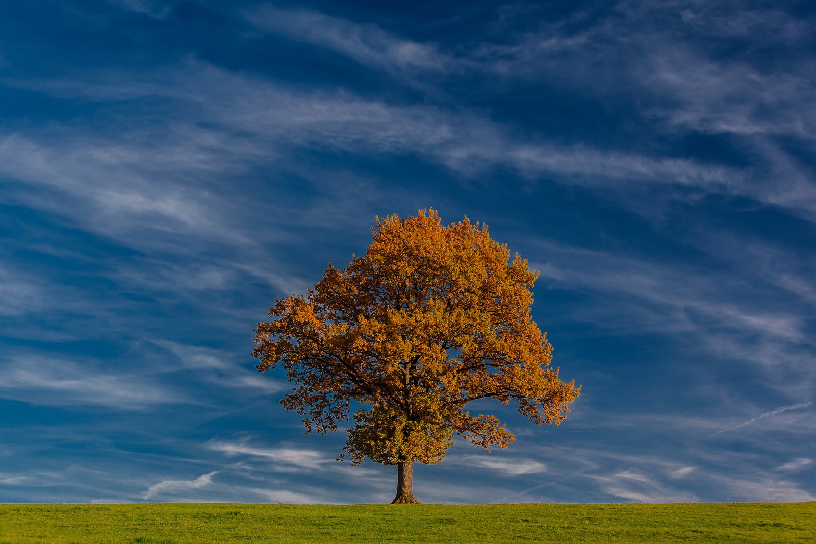 Arbre arabe dans un champ avec un ciel bleu en arrière-plan (arbre, nuage, feuille, journée, automne)