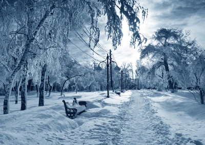 nieve, invierno, árbol, naturaleza, congelación