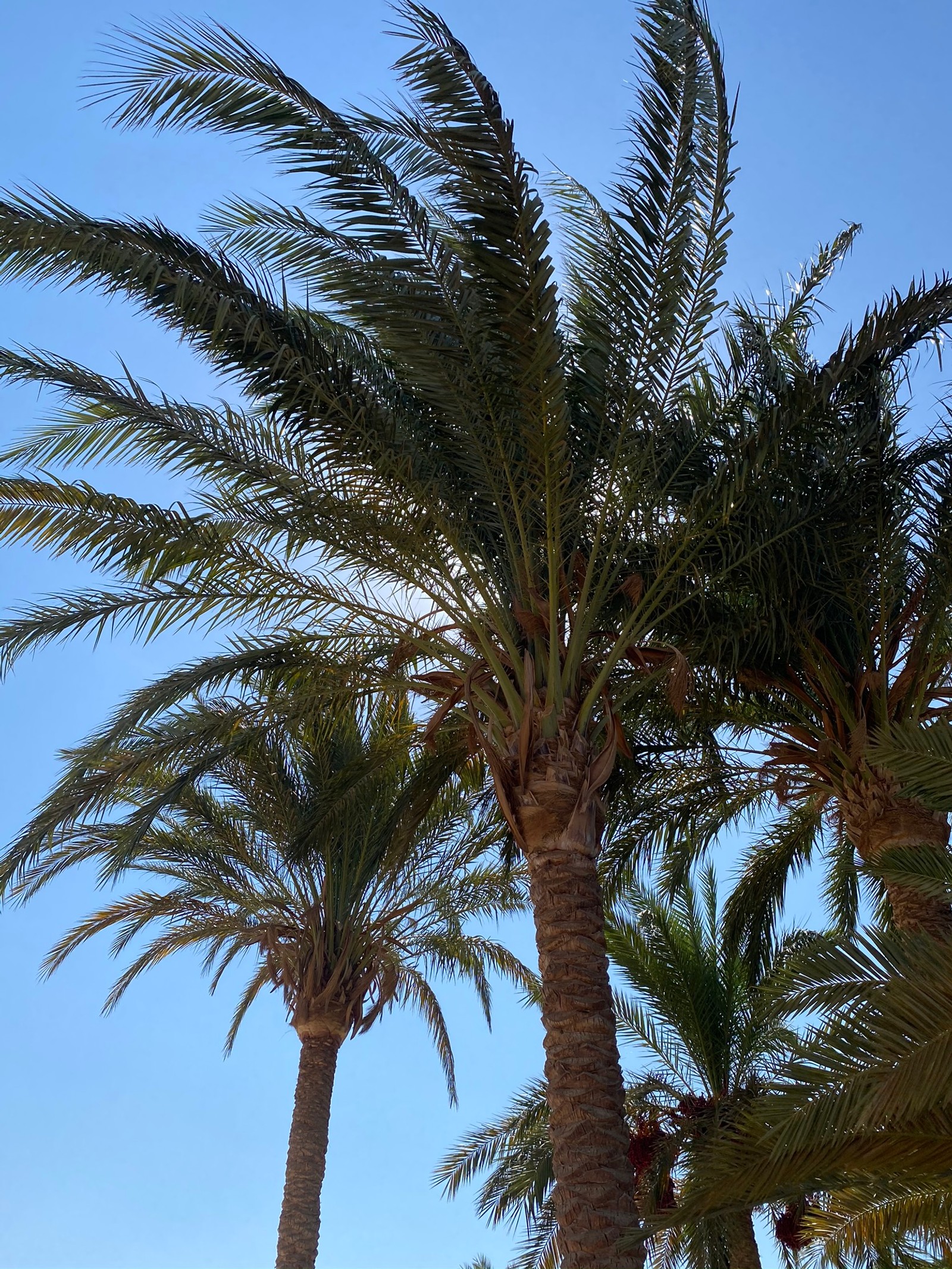 Zwei palmen stehen im sand (dattelpalme, pflanzen, vegetation, tageszeit, baum)