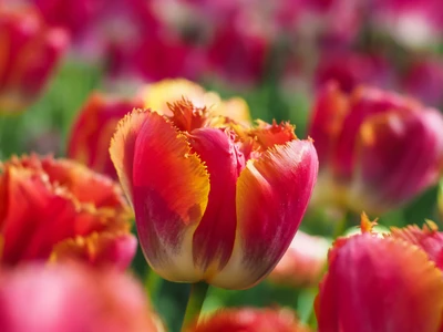 tulips, garden, blossom, tulip flowers, bloom