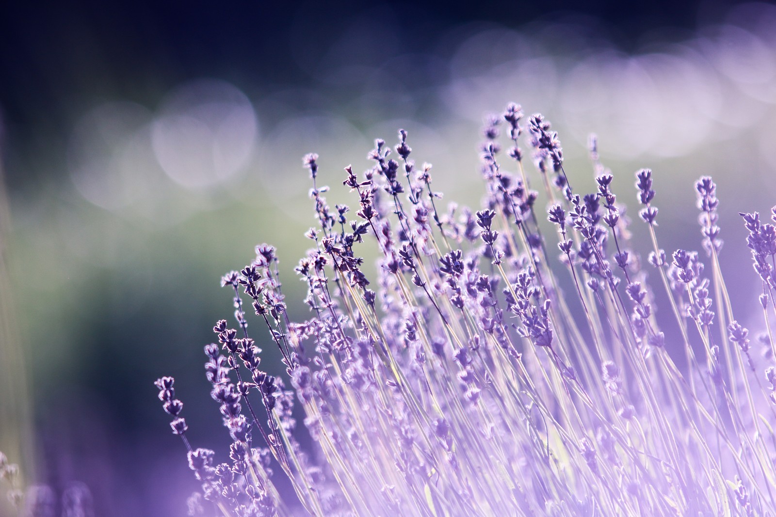 Des fleurs de lavande dans un champ avec un arrière-plan flou (fleurs de lavande, bokeh, flou, jardin, violet)