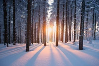 arbre, neige, hiver, nature, forêt