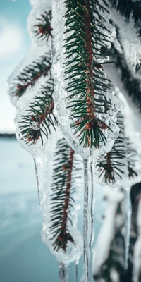 Eisige Kiefernzweige, die im Winterumarmung glitzern