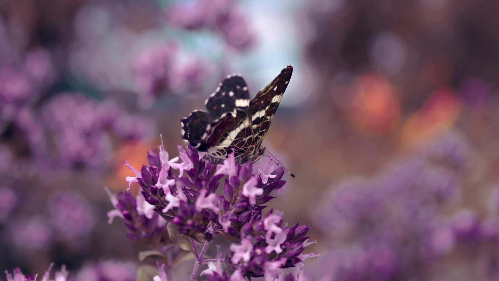 Hay una mariposa sentada sobre una flor morada (insecto, lavanda, mariposa, flor, púrpura)