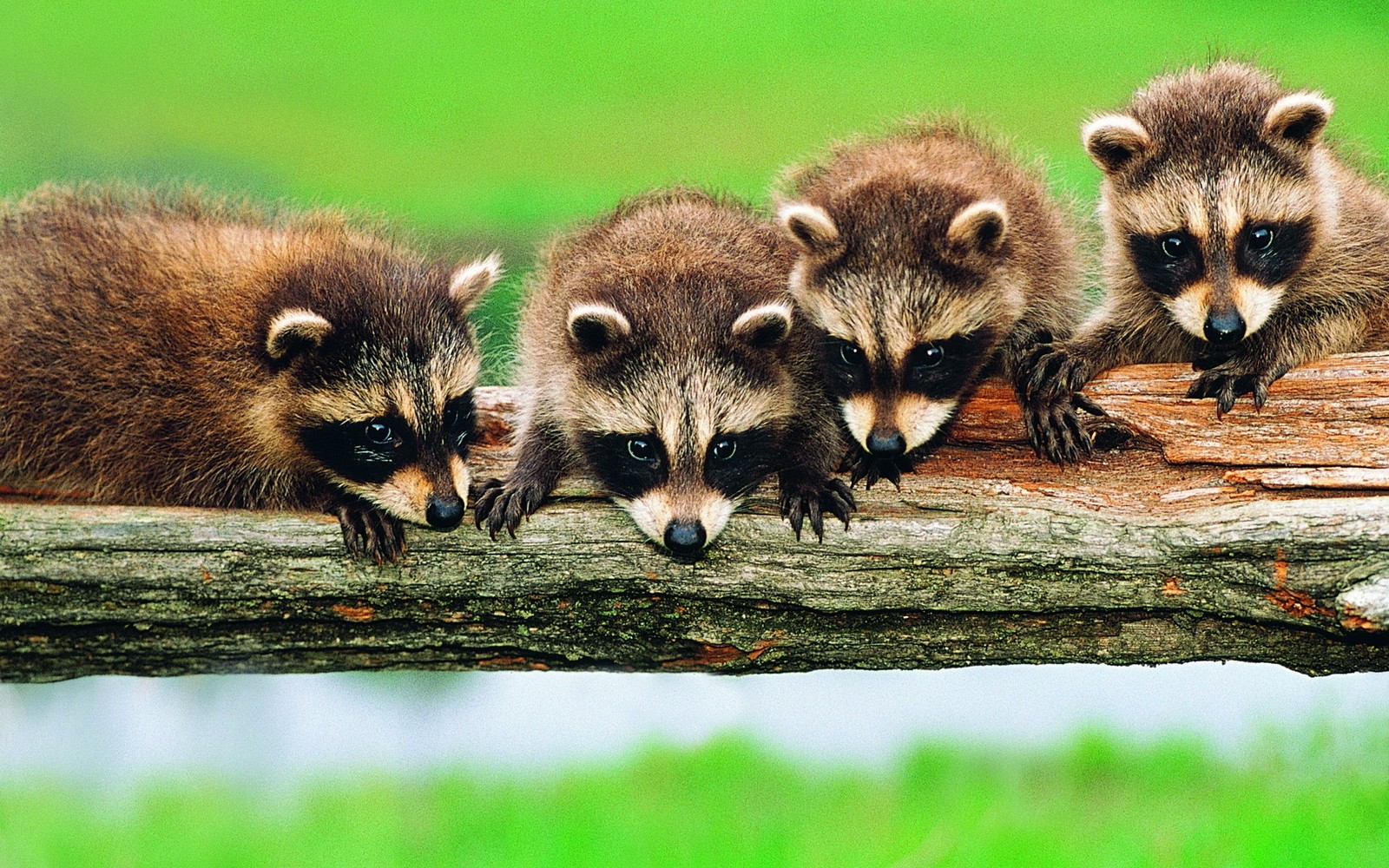 Quatre ratons laveurs sont assis sur une bûche dans l'herbe (faune, procyon, procyonidés, animal terrestre, viverres)