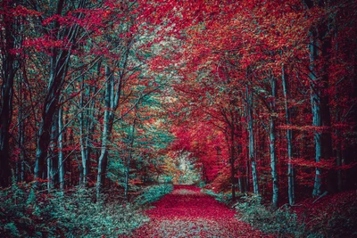 Scenic Autumn Forest Path Amidst Vibrant Fall Foliage