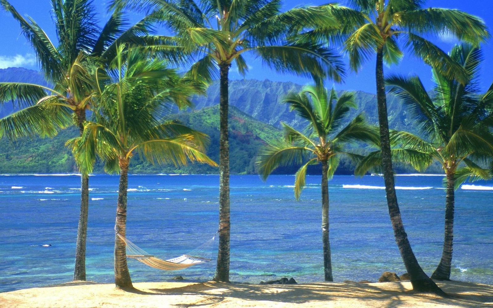 Une vue d'un hamac entre deux palmiers sur la plage (arbre, tropiques, palmier, caribéen, rivage)