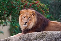 Portrait majestueux de lion dans la nature