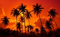 Palmeras en silueta contra un vibrante atardecer naranja, enmarcadas por nubes dramáticas.