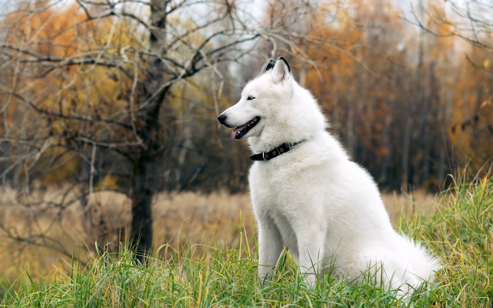 Ein giraffe sitzt auf einem feld mit bäumen und gras im hintergrund. (alaskan malamute, welpe, alaskan husky, hunderasse, schweizer weißer schäferhund)