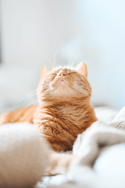 Close-up de um gato tabby contente relaxando em tecidos macios