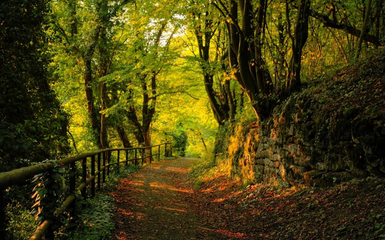 A view of a path through a forest with a fence (forest, tree, nature, woodland, nature reserve)