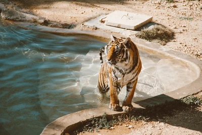 Tigre majestoso emerge da água cristalina