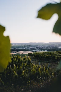 Lumière du matin sur des vignobles verts et des collines ondulées