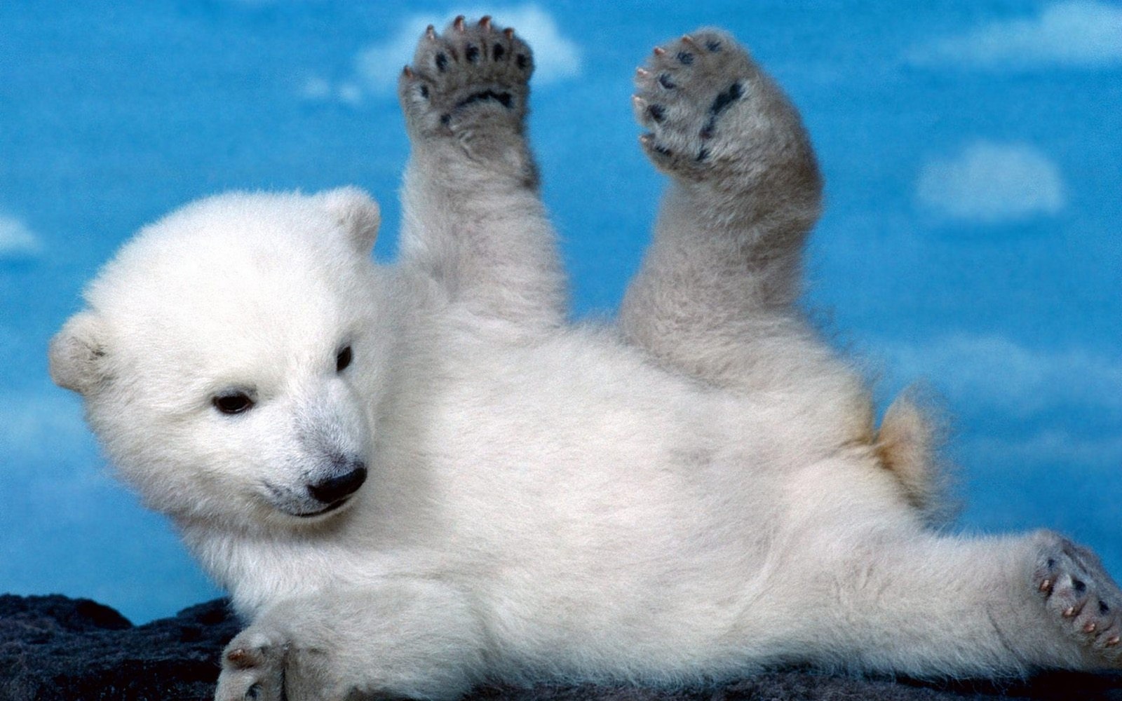 Ein eisbär liegt auf dem boden (eisbär, niedlichkeit, landsäugetier, polare eiskappe, säugetier)