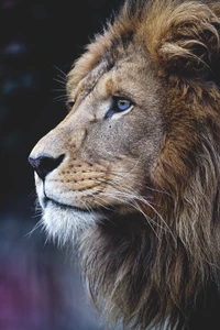 animal, king, lion, nature wallpaper