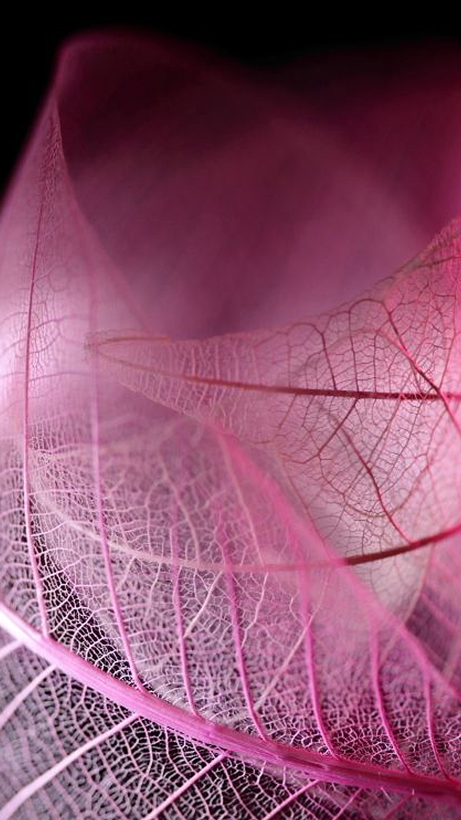 A close up of a pink leaf with a black background (leaf, love, pink)