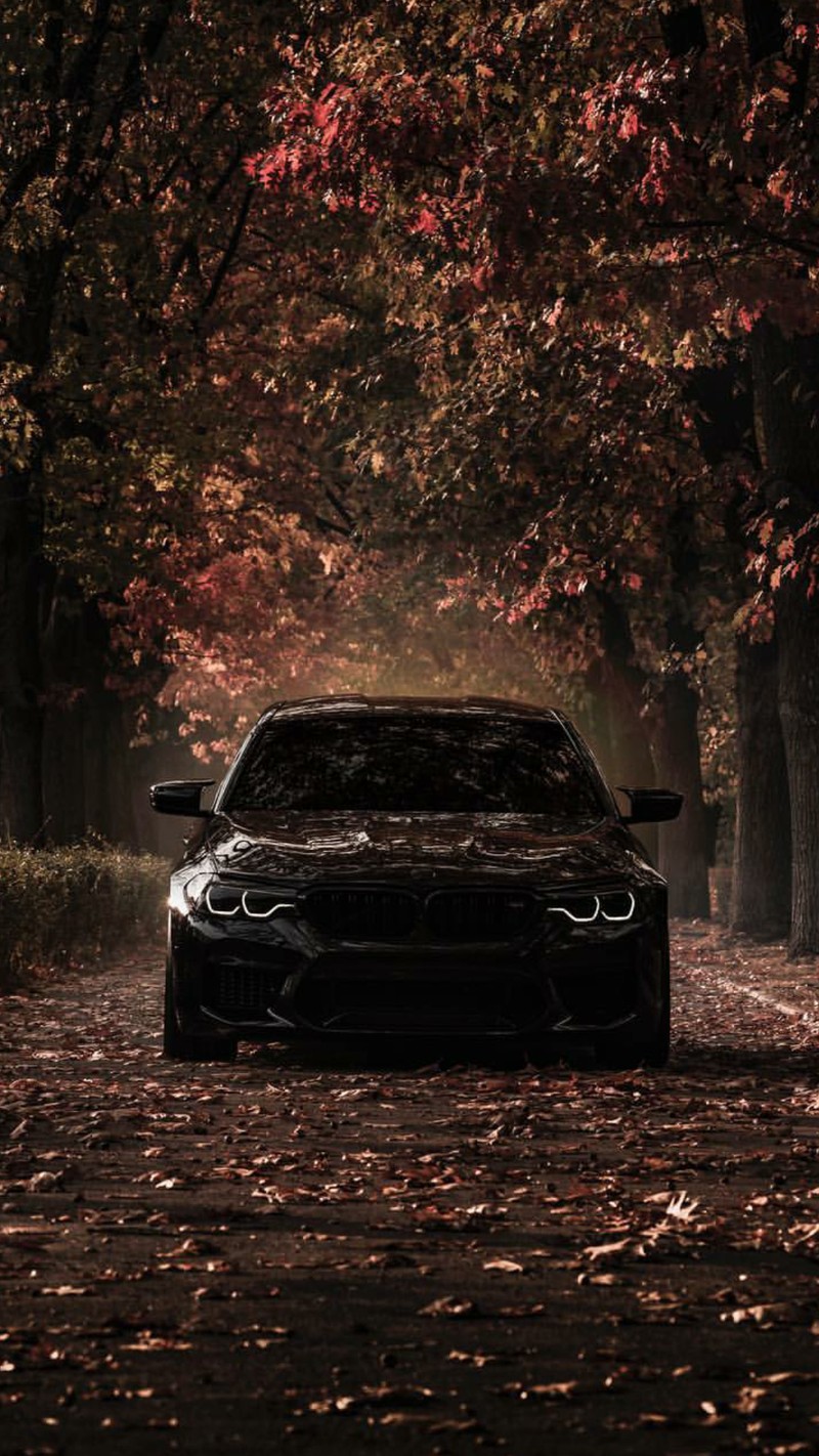 Un coche negro estacionado en una carretera en medio de un bosque (bmw, negro, coche, supercoche, fondo de pantalla)