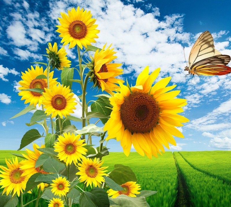 A close up of a field of sunflowers with a butterfly flying over it (amazing, beauty, cool, sunflower)