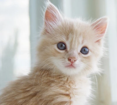 Adorable chaton duveteux avec de brillants yeux bleus