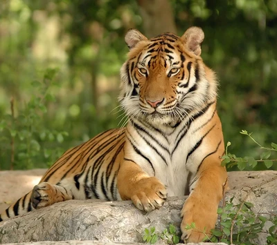 Majestätischer Tiger, der sich in seinem natürlichen Lebensraum entspannt