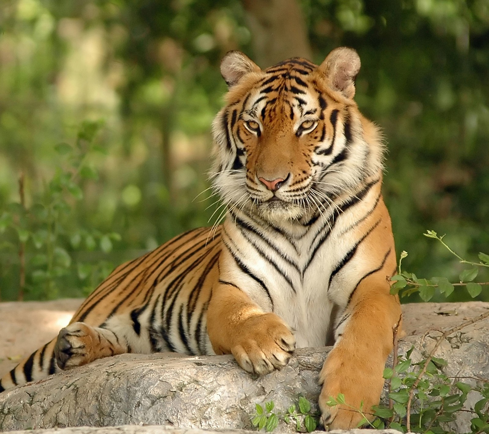 Há um tigre deitado em uma rocha (animal, grande, gato, hd, tigre)