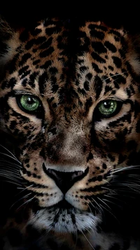 leopardo, salvaje