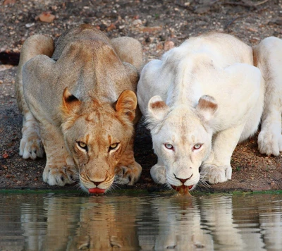 Two lions, one tawny and one white with striking blue eyes, drinking from a water source in a natural habitat.