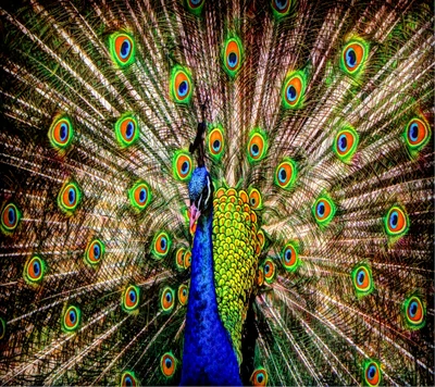 Paon majestueux affichant un plumage vibrant