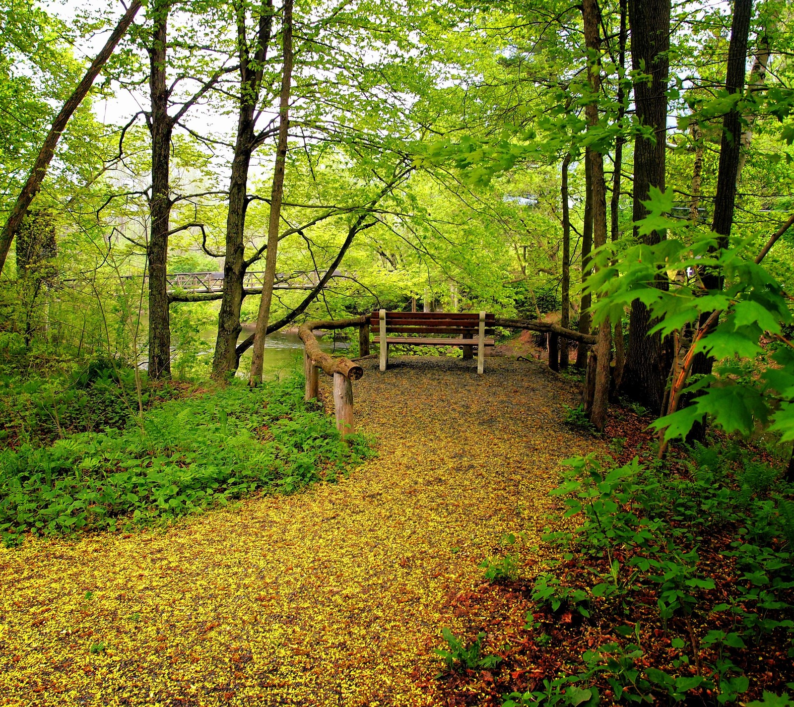 There is a bench in the middle of a path in the woods (lanscape, nature)