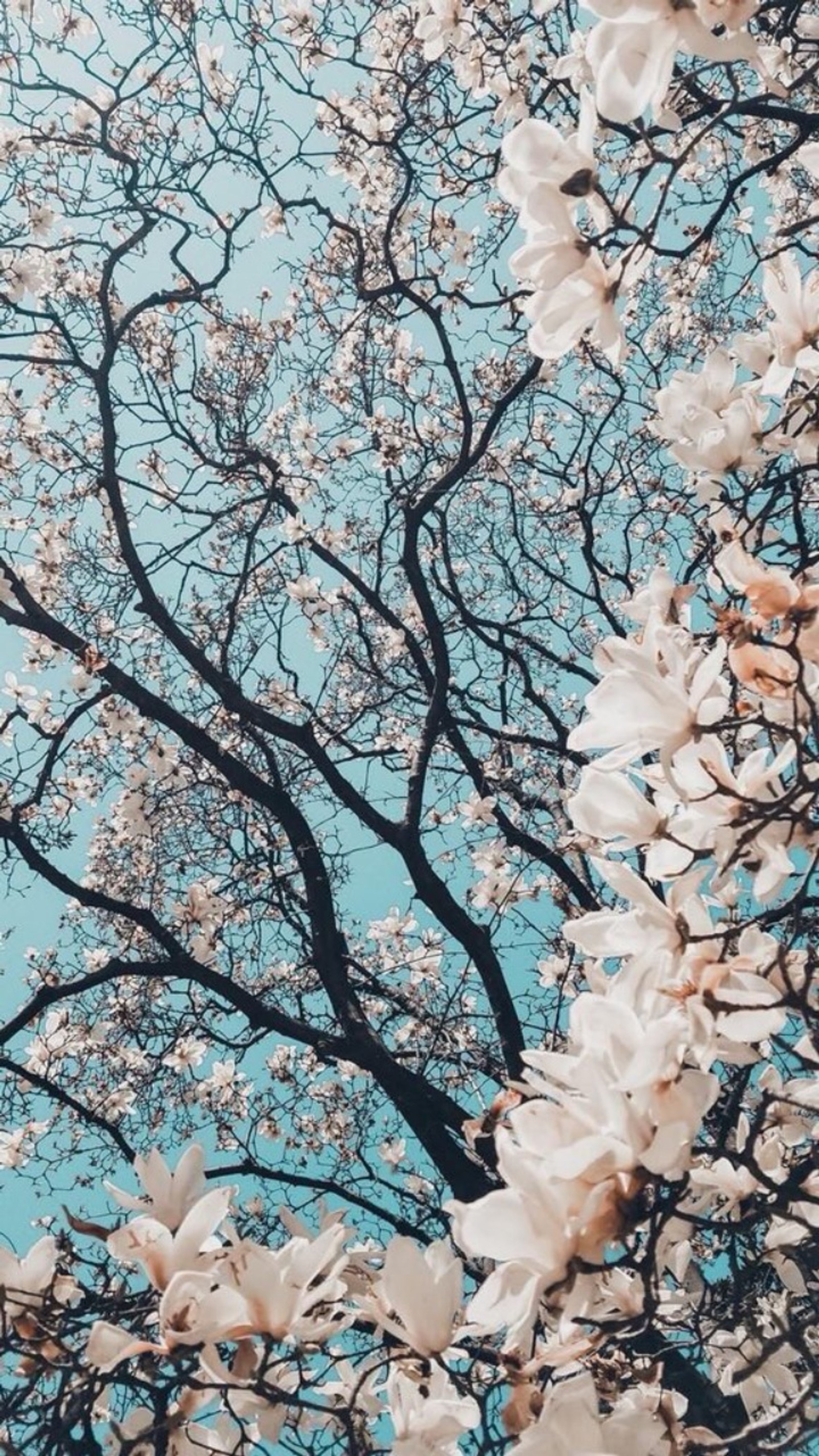 Un primer plano de un árbol con flores blancas y un cielo azul (árbol, cereza, rojo, árboles, flores)