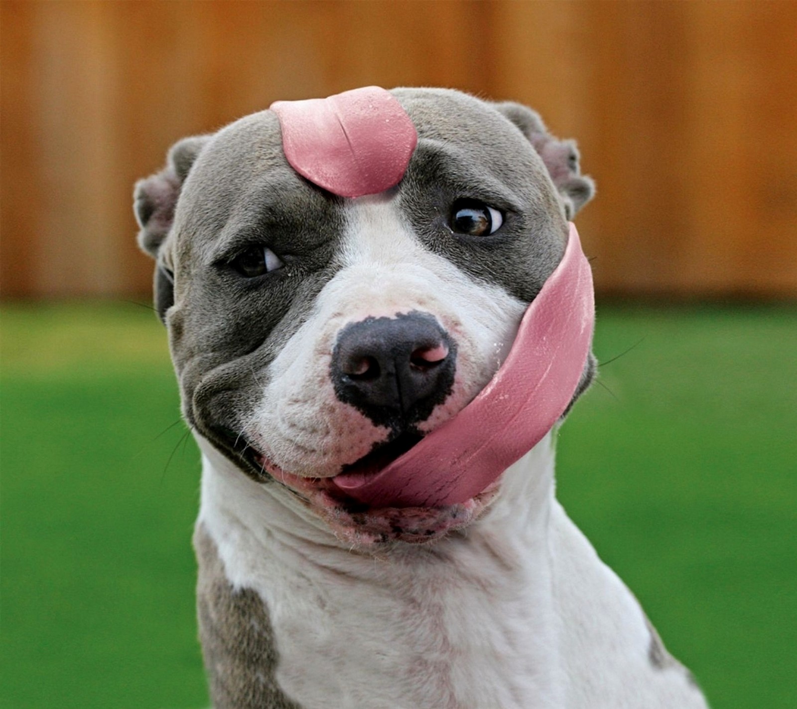 There is a dog with a pink bandage on its head (abej, beograd, best, dog, love)