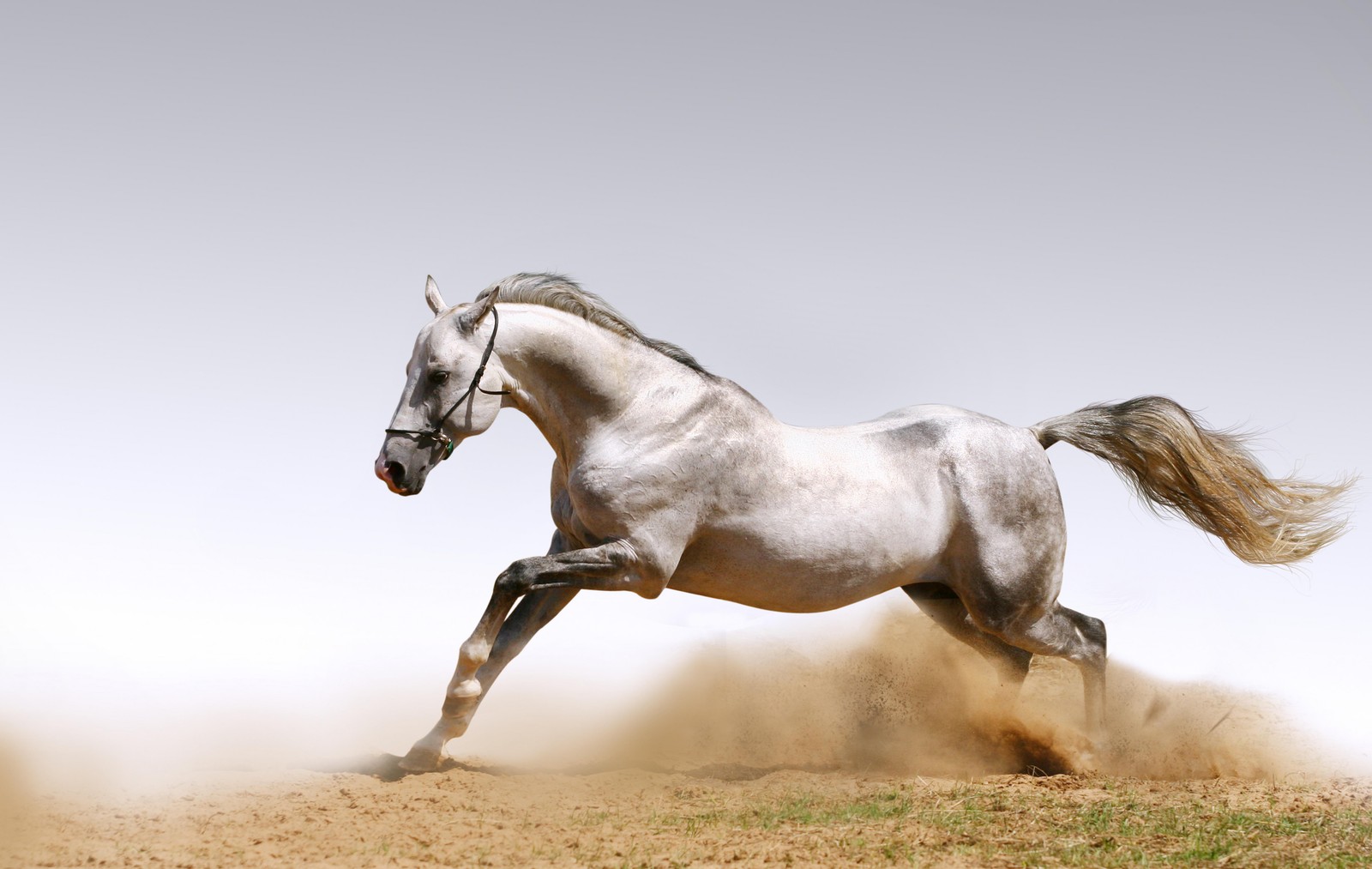 Un caballo blanco corriendo sobre la arena en el campo (caballo, semental, melena, caballo mustang, yegua)