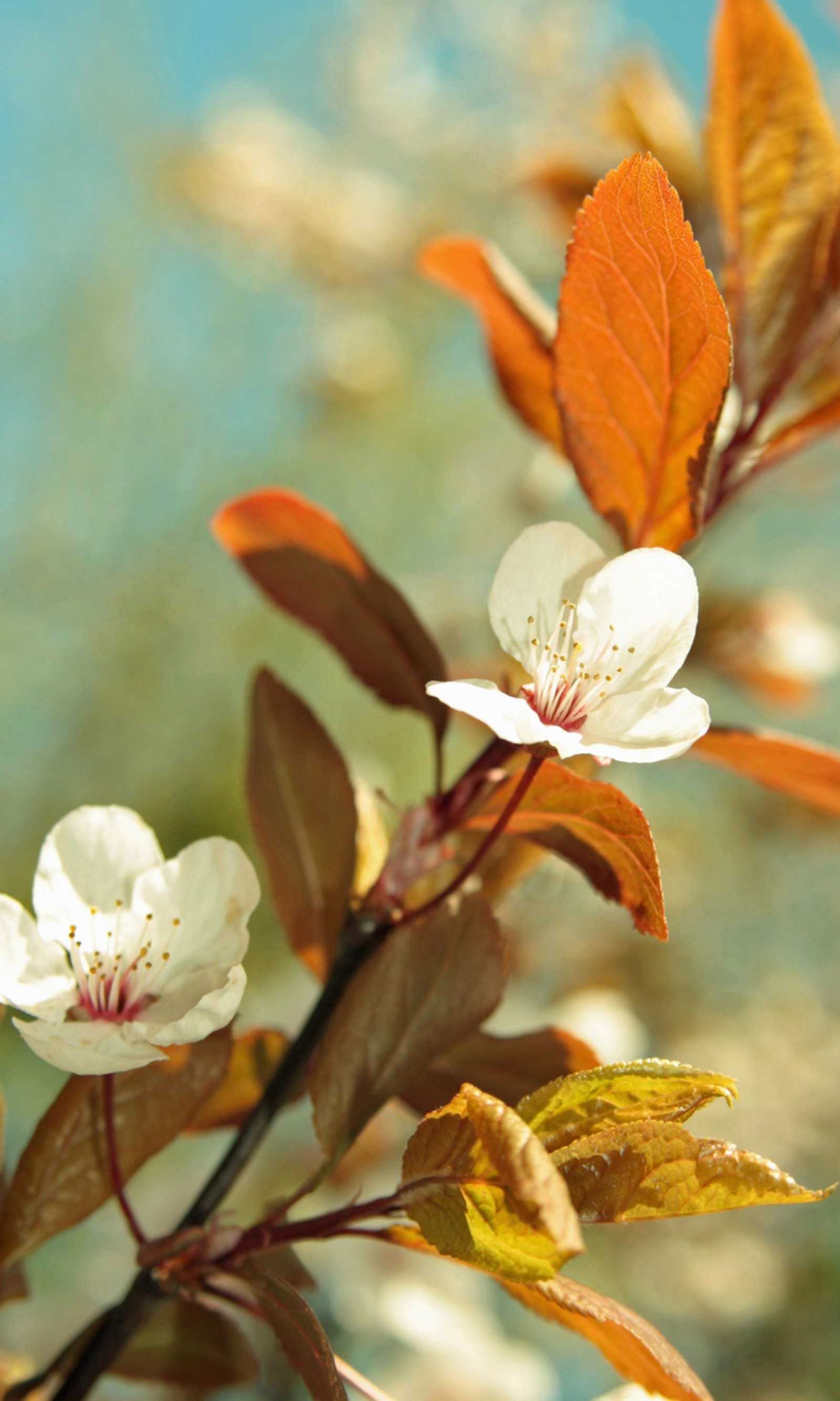 Lade knospen, blumen, natur Hintergrund herunter