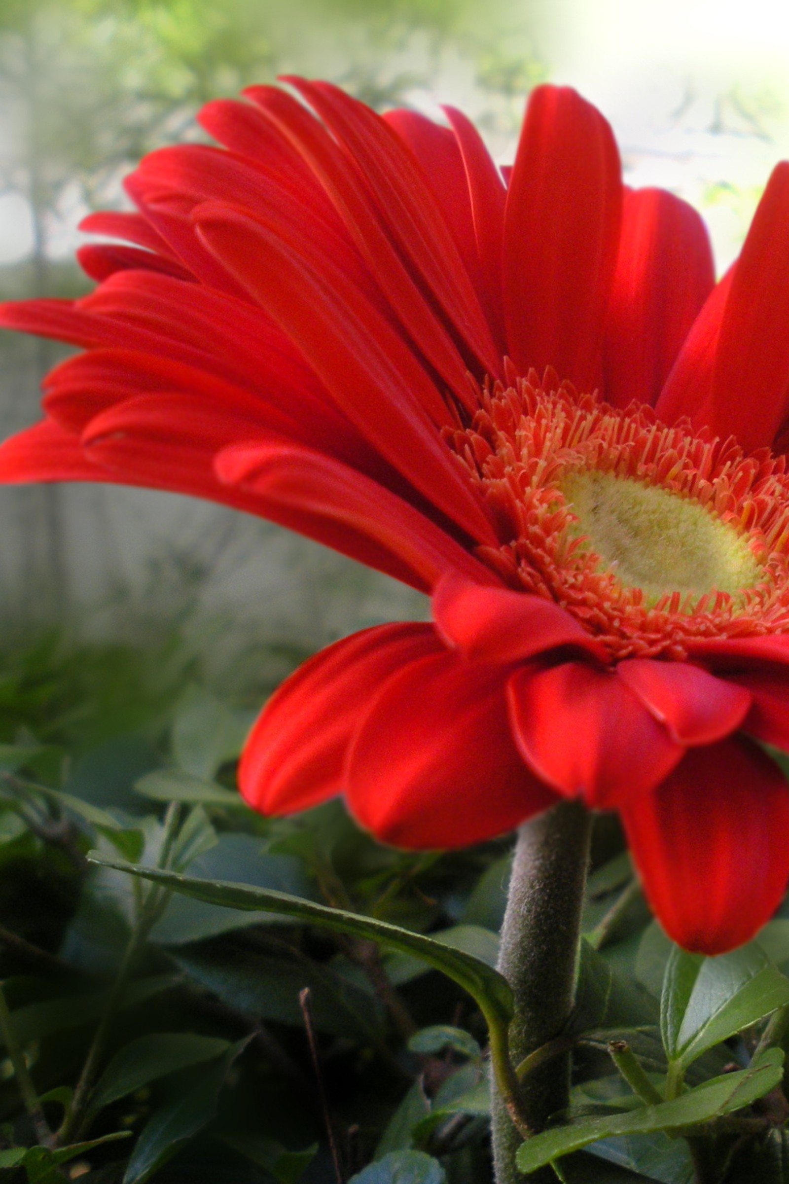 There is a red flower that is growing in a pot (flower, red)