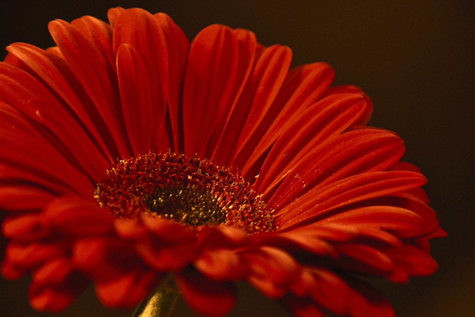 Il y a une fleur rouge dans un vase (gerbera, fleur rouge, gros plan, macro, arrière plan sombre)