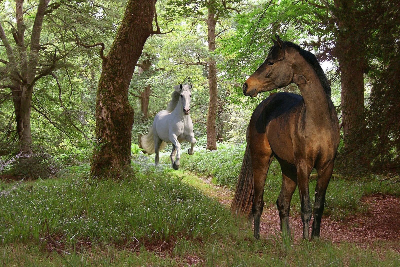 Des chevaux dans les bois courent à travers l'herbe (cheval, faune, arbre, pâturage, boisé)