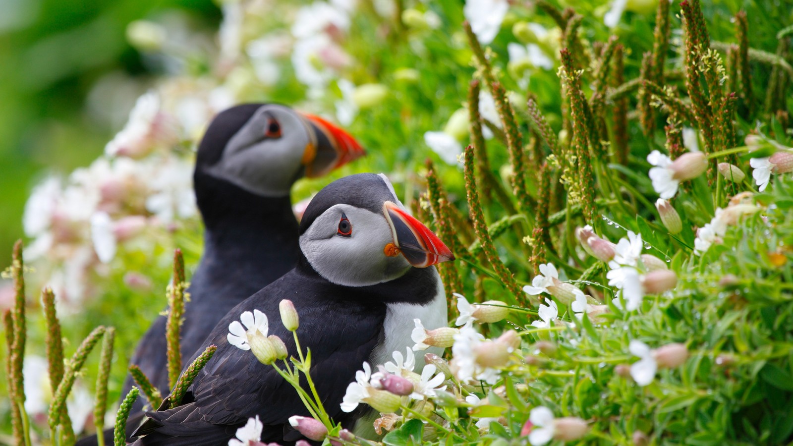 Deux macareux sont assis dans un champ de fleurs et d'herbe (macareux moine, puffin, oiseau, bec, oiseau de mer)