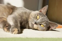 Un gato gris relajado con llamativos ojos amarillos se recuesta contento sobre una superficie texturizada, mostrando su suave pelaje y expresión atenta.