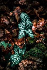 Komplexe grüne Blätter, die aus dem Waldboden hervortreten