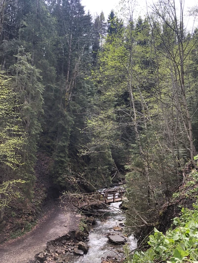 Ruhiges Naturschutzgebiet mit einer gewundenen Straße und üppiger Waldlandschaft