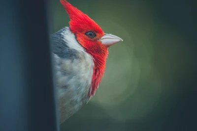 cardenal del norte, ave, pico, pájaro posado, pájaro carpintero