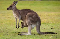 Mutter Känguru mit Jungtier in einer grasbewachsenen Umgebung