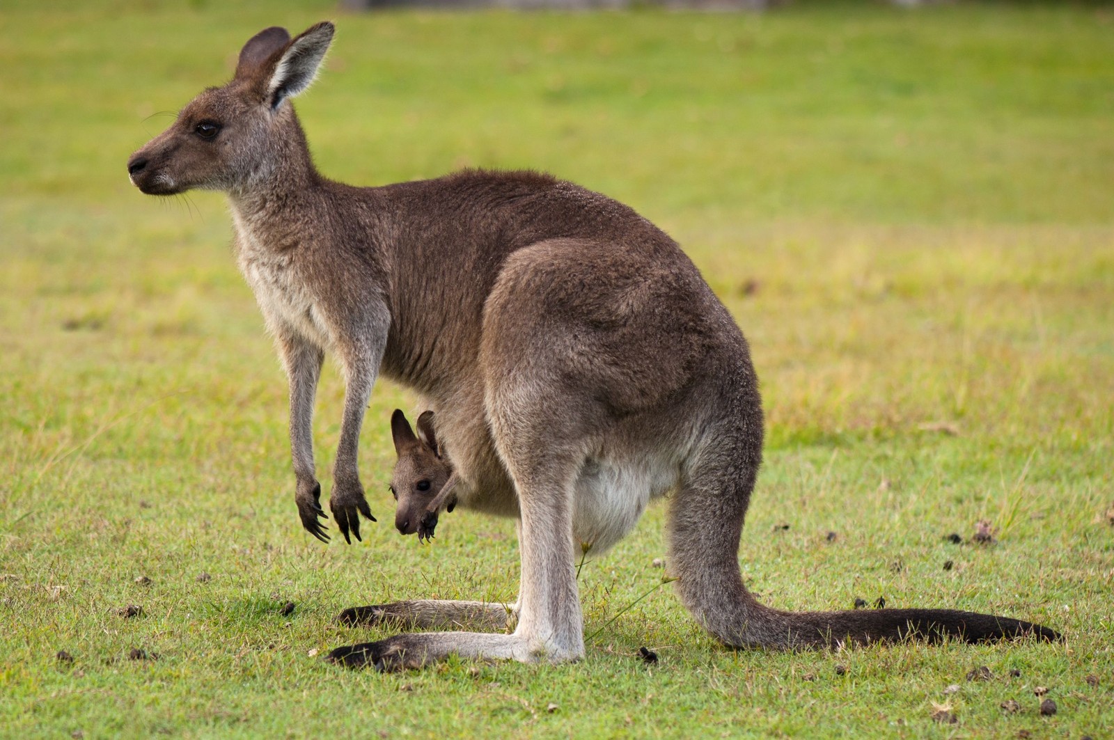 Кенгуру стоит на задних лапах на траве (кенгуру, валлаби, wallaby, красный кенгуру, наземное животное)