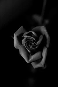 Élégance monochrome : gros plan d'une rose noire