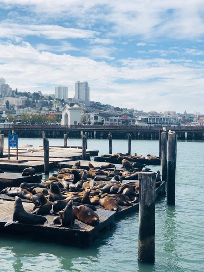 Seehunde, die auf einem Pier ruhen, mit der Stadtlandschaft von San Francisco im Hintergrund