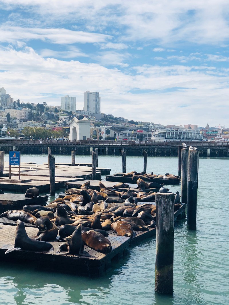 Araffy sea lions lounging on a dock in the water (pier, san francisco, water transportation, water, boat)