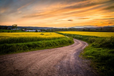 Winding Road Durch Rapsfelder bei Sonnenuntergang